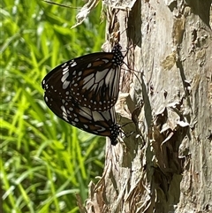 Danaus affinis at Dunbogan, NSW - 21 Jan 2025 03:46 PM