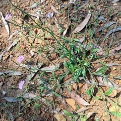 Scaevola ramosissima (Hairy Fan-flower) at Buckenbowra, NSW - 19 Jan 2025 by plants