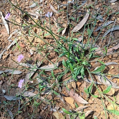 Scaevola ramosissima (Hairy Fan-flower) at Buckenbowra, NSW - 19 Jan 2025 by plants