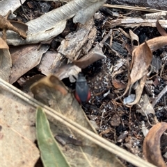 Unidentified Insect at Dunbogan, NSW - 21 Jan 2025 by Nette