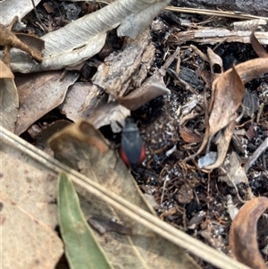 Unidentified Insect at Dunbogan, NSW by Nette