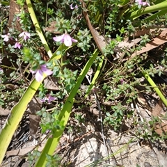 Tetratheca thymifolia (Black-eyed Susan) at Wapengo, NSW - 21 Jan 2025 by mahargiani