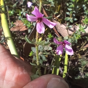 Tetratheca thymifolia at Wapengo, NSW - 21 Jan 2025 12:03 PM