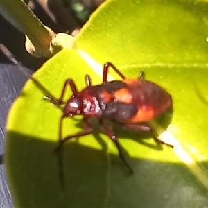 Oncopeltus (Oncopeltus) sordidus at Wapengo, NSW - 21 Jan 2025 12:24 PM