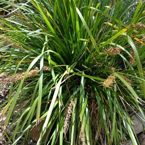 Lomandra longifolia (Spiny-headed Mat-rush, Honey Reed) at Wapengo, NSW by mahargiani