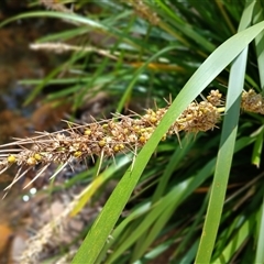 Lomandra longifolia at Wapengo, NSW - 21 Jan 2025 12:34 PM