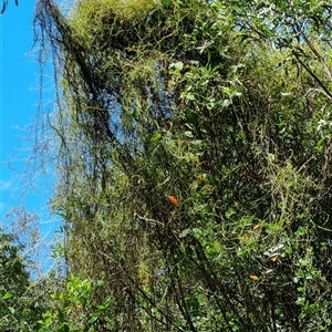 Unidentified Climber or Mistletoe at Copmanhurst, NSW by MazzV