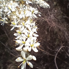 Bursaria spinosa (Native Blackthorn, Sweet Bursaria) at Tantawangalo, NSW - 21 Jan 2025 by mahargiani