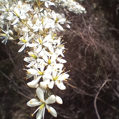 Bursaria spinosa (Native Blackthorn, Sweet Bursaria) at Tantawangalo, NSW - 21 Jan 2025 by mahargiani