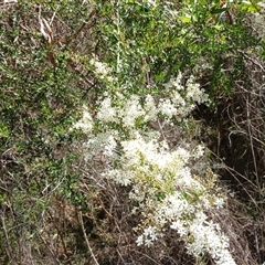 Bursaria spinosa at Tantawangalo, NSW - 21 Jan 2025 03:11 PM