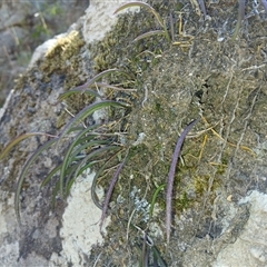 Dockrillia striolata (Streaked Rock Orchid) at Tantawangalo, NSW - 21 Jan 2025 by mahargiani