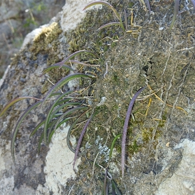 Dockrillia striolata (Streaked Rock Orchid) at Tantawangalo, NSW - 21 Jan 2025 by mahargiani