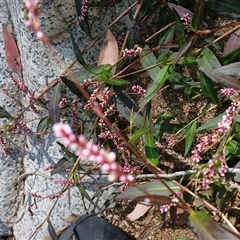 Persicaria decipiens (Slender Knotweed) at Tantawangalo, NSW - 21 Jan 2025 by mahargiani