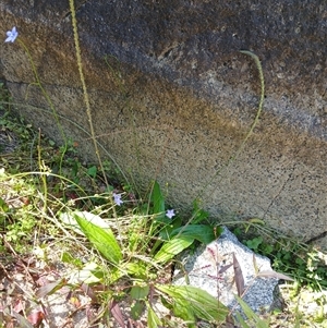 Plantago debilis at Tantawangalo, NSW by mahargiani