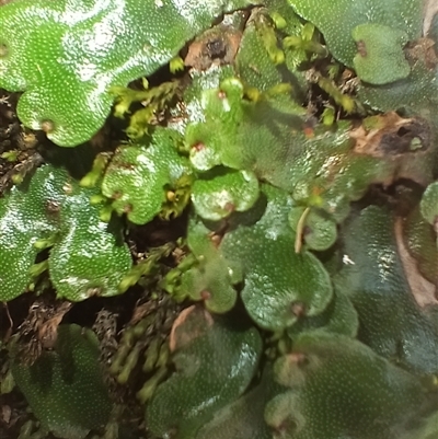 Lunularia cruciata (A thallose liverwort) at Tantawangalo, NSW - 21 Jan 2025 by mahargiani