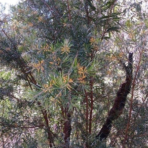 Persoonia linearis at Tantawangalo, NSW - suppressed