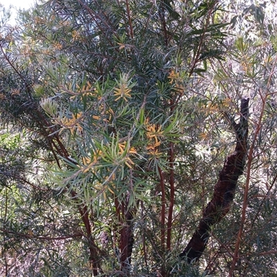 Persoonia linearis (Narrow-leaved Geebung) at Tantawangalo, NSW - 21 Jan 2025 by mahargiani