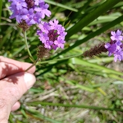 Verbena bonariensis at Tantawangalo, NSW - 21 Jan 2025 by mahargiani