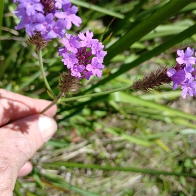 Verbena bonariensis at Tantawangalo, NSW - 21 Jan 2025 by mahargiani