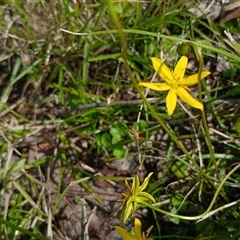 Hypoxis hygrometrica var. hygrometrica (Golden Weather-grass) at Tantawangalo, NSW - 21 Jan 2025 by mahargiani