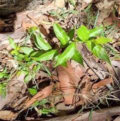 Lonicera japonica at Copmanhurst, NSW - 22 Oct 2024 by MazzV