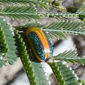 Calomela parilis (Leaf beetle) at Borough, NSW by Paul4K