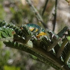 Calomela parilis at Borough, NSW - 19 Jan 2025