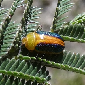 Calomela parilis at Borough, NSW - 19 Jan 2025