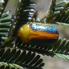 Calomela parilis at Borough, NSW - 19 Jan 2025