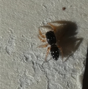 Salticidae (family) at Borough, NSW - suppressed