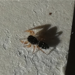 Salticidae (family) at Borough, NSW - suppressed