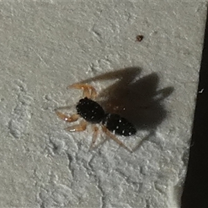 Salticidae (family) at Borough, NSW - suppressed