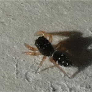 Salticidae (family) at Borough, NSW - suppressed