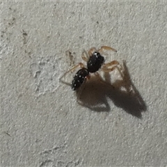 Salticidae (family) at Borough, NSW - suppressed