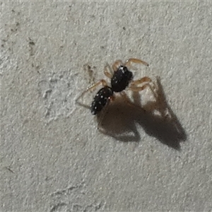 Salticidae (family) at Borough, NSW - suppressed