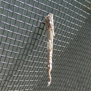 Lepidoscia (genus) near arctiella at Borough, NSW - suppressed