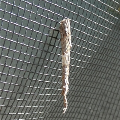 Lepidoscia (genus) near arctiella (A Case moth (Psychidae) at Borough, NSW - 20 Jan 2025 by Paul4K