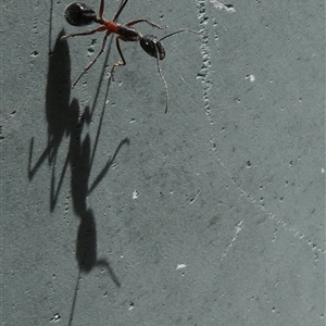 Camponotus intrepidus at Borough, NSW - suppressed