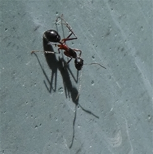 Camponotus intrepidus at Borough, NSW - suppressed