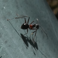 Camponotus intrepidus at Borough, NSW - 20 Jan 2025