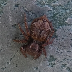 Salticidae (family) at Borough, NSW - 20 Jan 2025