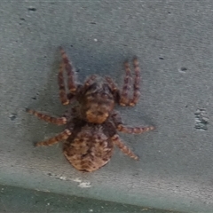 Salticidae (family) at Borough, NSW - 20 Jan 2025