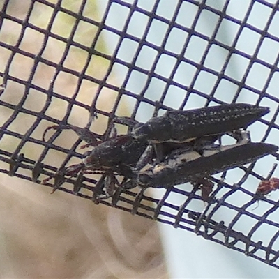 Rhinotia sp. (genus) (Unidentified Rhinotia weevil) at Borough, NSW - 20 Jan 2025 by Paul4K