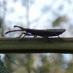 Agriopocoris sp. (genus) (Coreid bug) at Borough, NSW by Paul4K