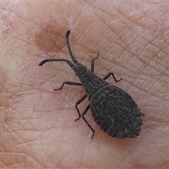 Agriopocoris sp. (genus) at Borough, NSW - 20 Jan 2025