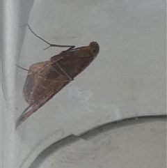 Endotricha pyrosalis (A Pyralid moth (Endotrichinae) at Borough, NSW - 21 Jan 2025 by Paul4K