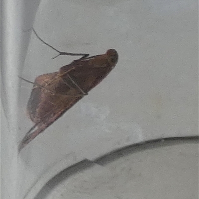 Endotricha pyrosalis (A Pyralid moth (Endotrichinae) at Borough, NSW - 21 Jan 2025 by Paul4K