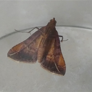 Endotricha pyrosalis at Borough, NSW - 21 Jan 2025