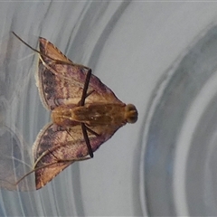 Endotricha pyrosalis at Borough, NSW - 21 Jan 2025