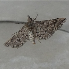 Unidentified Pyralid or Snout Moth (Pyralidae & Crambidae) at Borough, NSW - 20 Jan 2025 by Paul4K